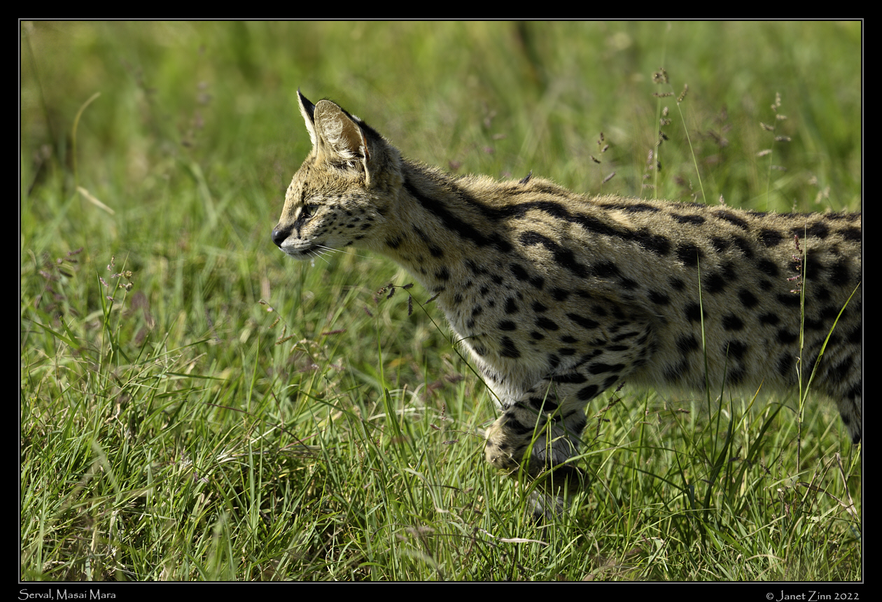 serval_JZ9_3562a[1]